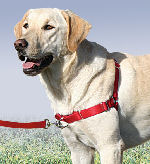 Premier Easy Walk Harness
